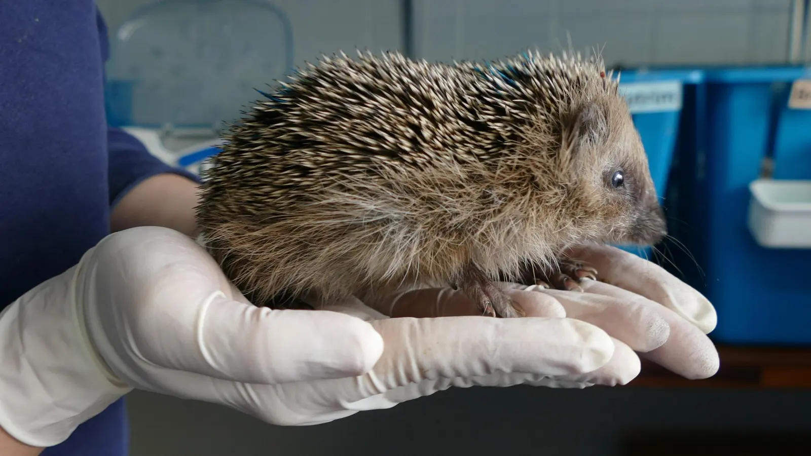 Den Stacheltieren, die unter den Rasenroboter geraten, können Tierärzte in der Regel nur noch durch Einschläfern helfen. (Foto: Tierschutzverein München)