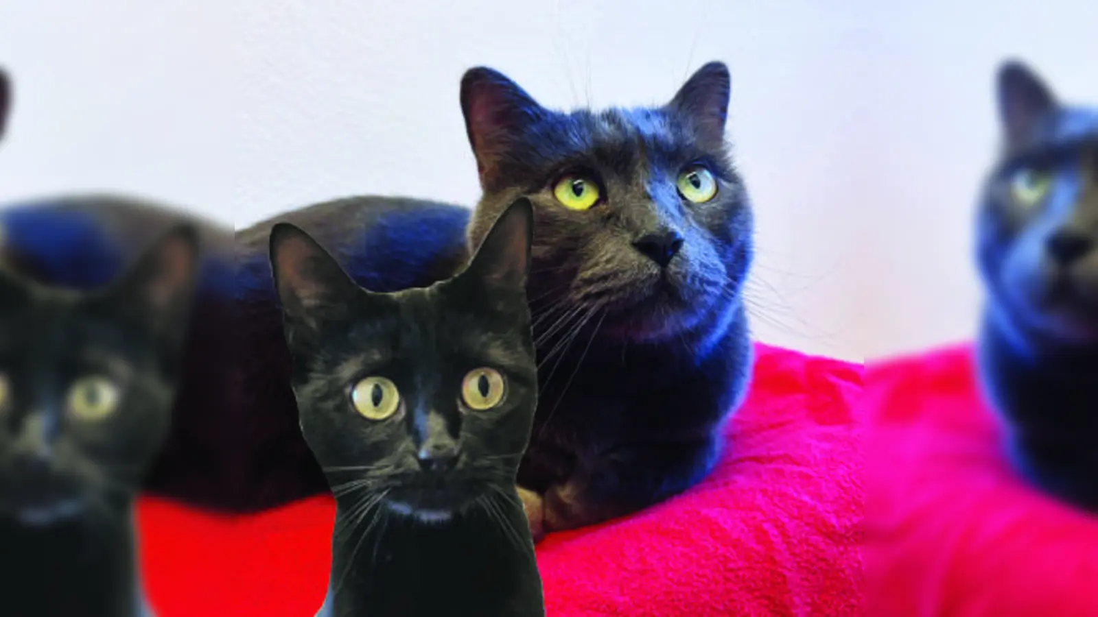 Die Europäisch Kurzhaar Katzen Sheila (schwarz) und Lupin (blau). (Foto: Tierheim Riem)