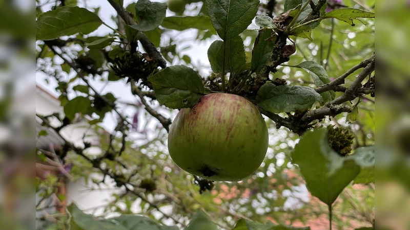 Vielleicht wachsen im eigenen Garten seltene Apfelsorten, die vor dem Aussterben bewahrt werden sollen. (Foto: pst)