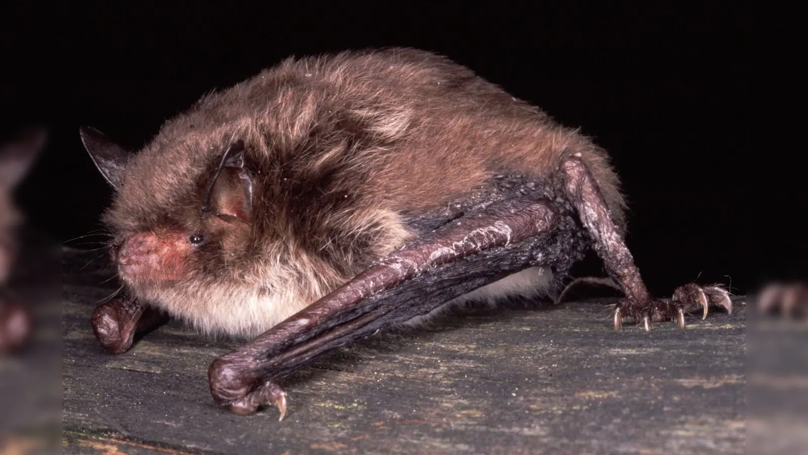 Die Wasserfledermaus jagt ihre Beute, die aus Fluginsekten besteht, meist über Gewässern. (Foto: Dr. Andreas Zahn/ LBV)