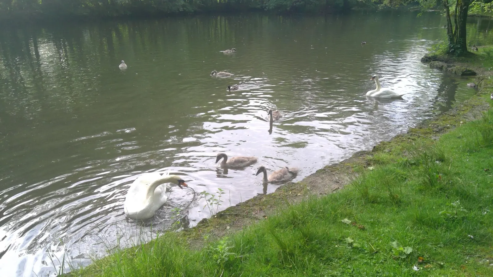 Ein Jungschwan kollidierte im Olympiapark mit einem Brückengeländer. (Symbolbild: bas)