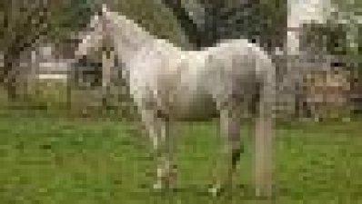 Der Reitstall mitten im Ort verleiht dem Areal Ubostraße seit vielen Jahren eine ländliche Idylle. Er soll auf alle Fälle bleiben. (Foto: pst)