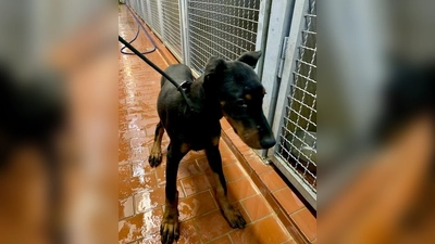 Zwei kleine Dobermänner suchen ein neues Zuhause. (Foto: LRA Erding)