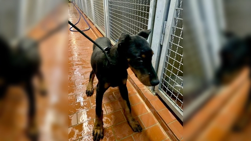 Zwei kleine Dobermänner suchen ein neues Zuhause. (Foto: LRA Erding)