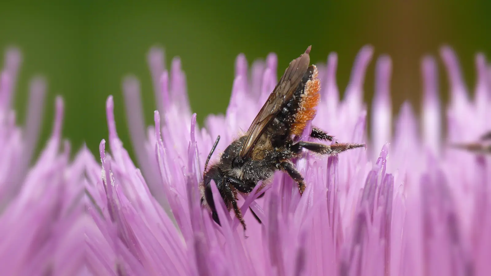 Der Pollen von Flockenblumen ist bei der Stängel-Blattschneiderbiene heiß begehrt.  (Foto: Botanischer Garten/ Fleischmann)