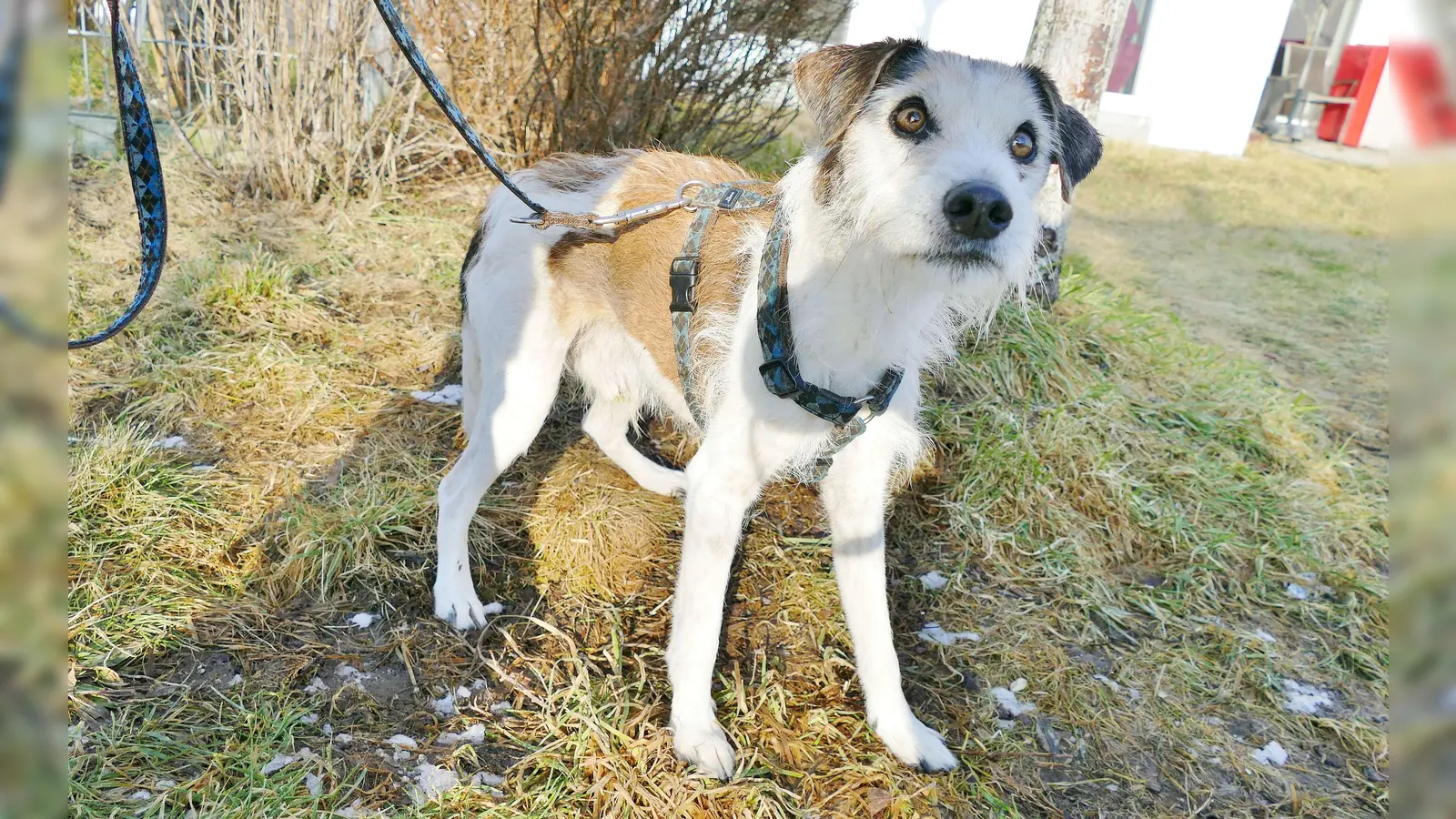 Für sein Alter noch sehr munter und neugierig: Kimi. (Foto: Tierschutzverein München e.V.)