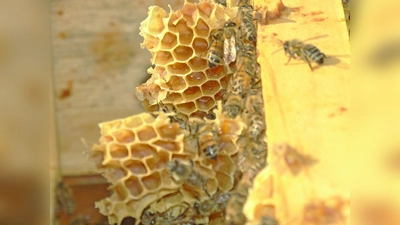 Bienen für mehr Nachhaltigkeit: Die Mehrheit der einheimischen Pflanzen sind auf die Bestäubung durch Bienen angewiesen. (Foto: Archiv/ tab)