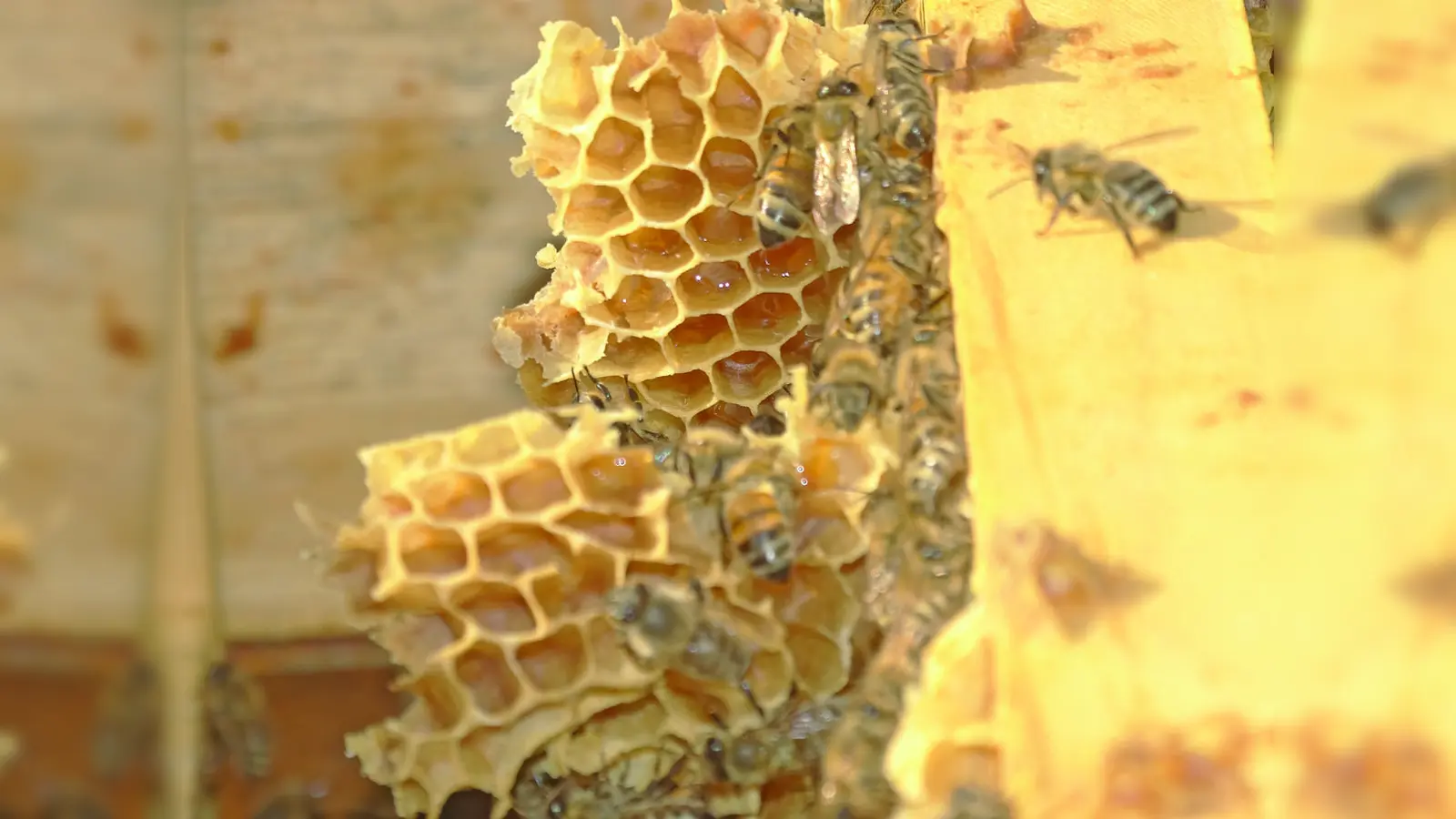 Bienen für mehr Nachhaltigkeit: Die Mehrheit der einheimischen Pflanzen sind auf die Bestäubung durch Bienen angewiesen. (Foto: Archiv/ tab)