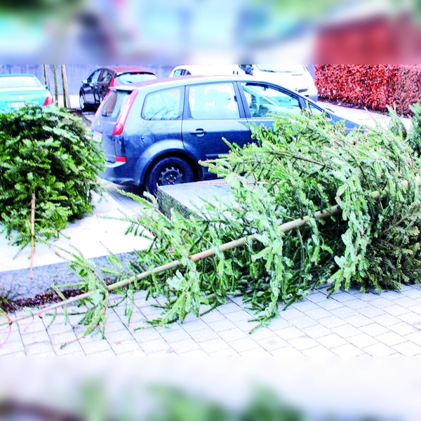 Nach dem Weihnachtsfest hat der schönste Christbaum ausgedient. Er sollte aber nicht wie hier einfach auf der Straße landen. (Foto: job)