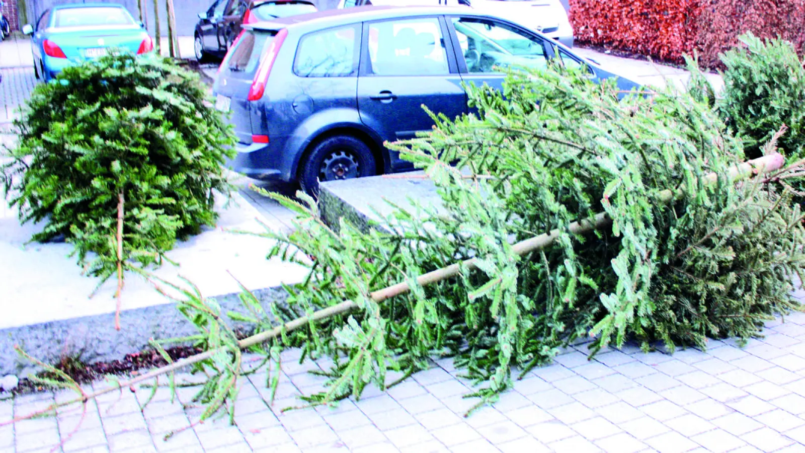 Nach dem Weihnachtsfest hat der schönste Christbaum ausgedient. Er sollte aber nicht wie hier einfach auf der Straße landen. (Foto: job)