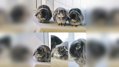 Micky (weibl.), Nicky (weibl.) und Maui (männl., kastriert). (Foto: Tierheim Riem)