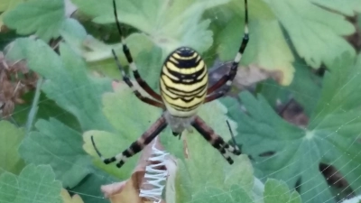 Eine weibliche Wespenspinne, die Heidi Schmidt, 1. Vorstand Obst-und Gartenbau Verein Hochstadt e.V., in ihrem Garten entdecl´kt hat. Die Spinne ist circa zwei Zentimeter groß. (Foto: Heidi Schmidt)