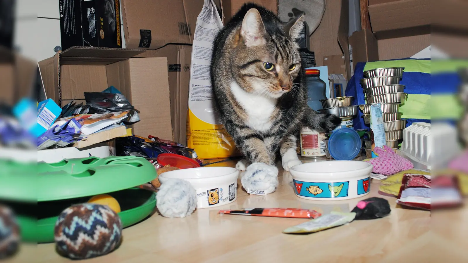 atzen sind mit rund 16,7 Millionen Tieren das beliebteste Haustier der Deutschen. Bei ihrer Fütterung und Pflege fallen da auch jede Menge Abfälle und Verpackungsmaterialien an. (Foto: Hendrik Stein)