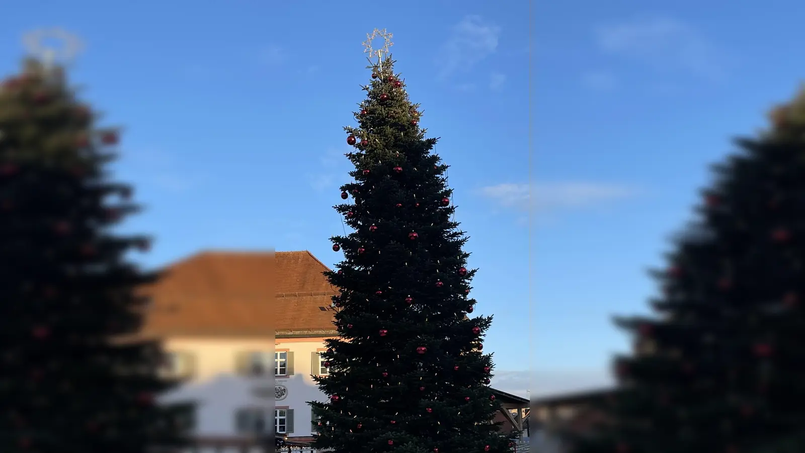 Schon jetzt sucht der städtische Bauhof nach einem geeigneten Weihnachtsbaum für den Schrannenplatz in Erding.  (Foto: hw)