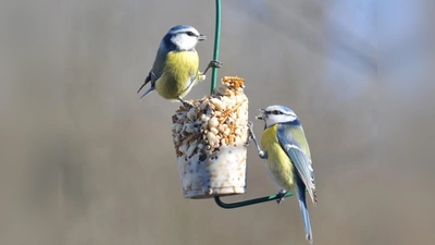 Vom 6. bis 8. Januar gilt es bei der „Stunde der Wintervögel” wieder, eine Stunde lang Vögel zu zählen und die Zahl bis zum 16. Januar dem LBV zu melden. (Foto: Norbert Steffan)