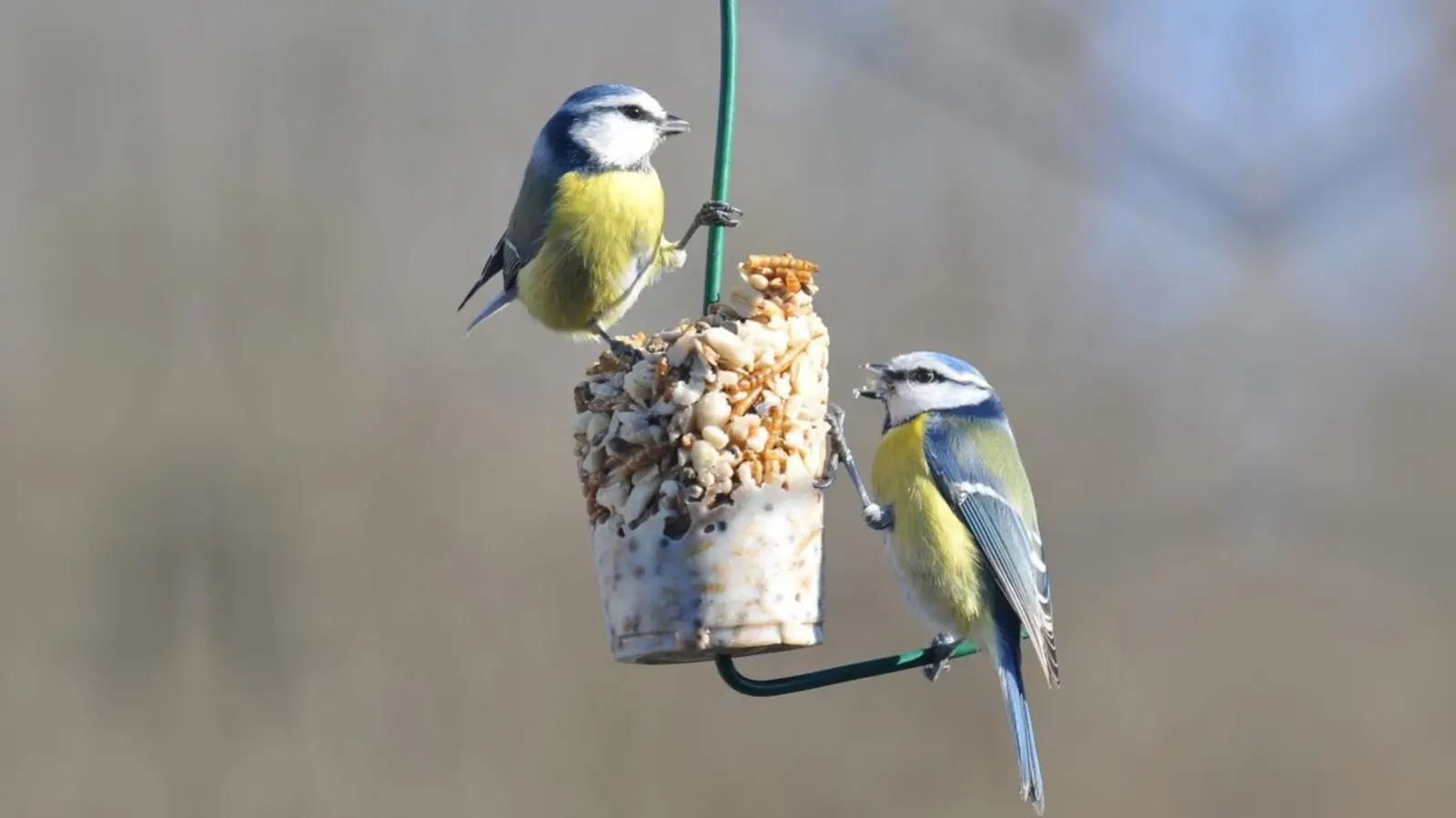 Vom 6. bis 8. Januar gilt es bei der „Stunde der Wintervögel” wieder, eine Stunde lang Vögel zu zählen und die Zahl bis zum 16. Januar dem LBV zu melden. (Foto: Norbert Steffan)