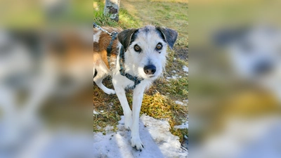 Senior-Jack-Russell-Terrier Mix, Kimi. (Foto: Tierheim Riem)