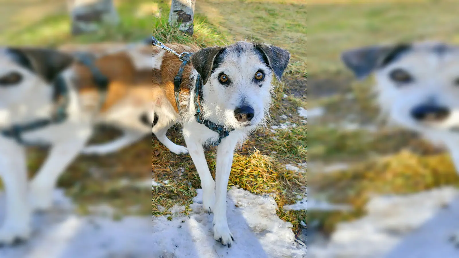 Senior-Jack-Russell-Terrier Mix, Kimi. (Foto: Tierheim Riem)