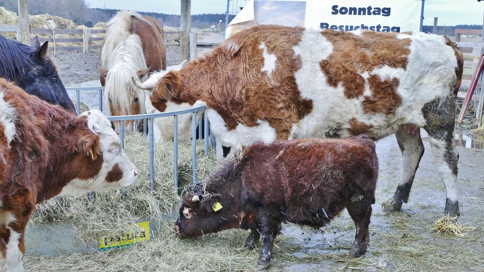 Napoleon scheint sich inmitten der anderen Tiere sehr wohl zu fühlen.  (Foto: Kristina Berchtold)