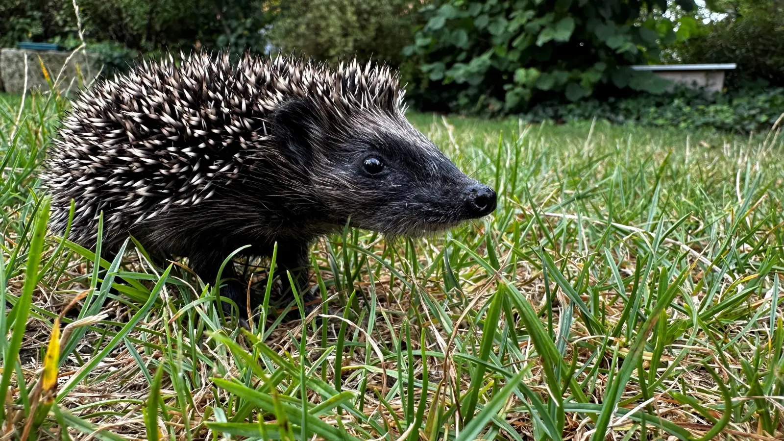 Die Igelfreunde bieten gemeinsam mit dem Gartenbauverein einen Vortrag darüber an, wie man seinen Garten igelfreundlich umgestalten kann.  (Foto: Regina Wegemann)