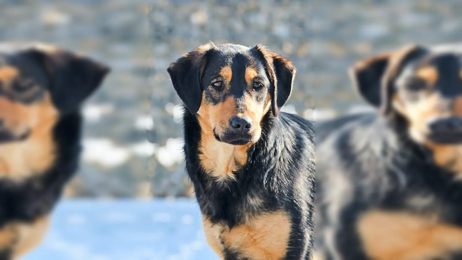 Mischlingshündin Bella. (Foto: Tierheim Riem)