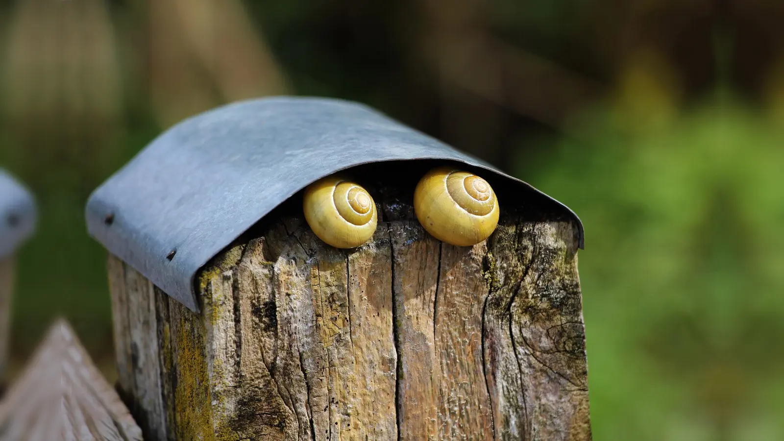 Der Fotokreis lockt die Besucher in diesem Jahr mit beeindruckenden Bildern aus dem Garten.  (Foto: Dr. Christoph Steidle)