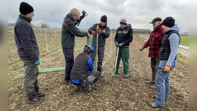 Gemeinsam mit den Mitarbeitern der Bayerischen Forstverwaltung pflanzen Mitglieder von Bund Naturschutz und dem Obst- und Gartenbauverein die Elsbeeren. (Foto: pst)