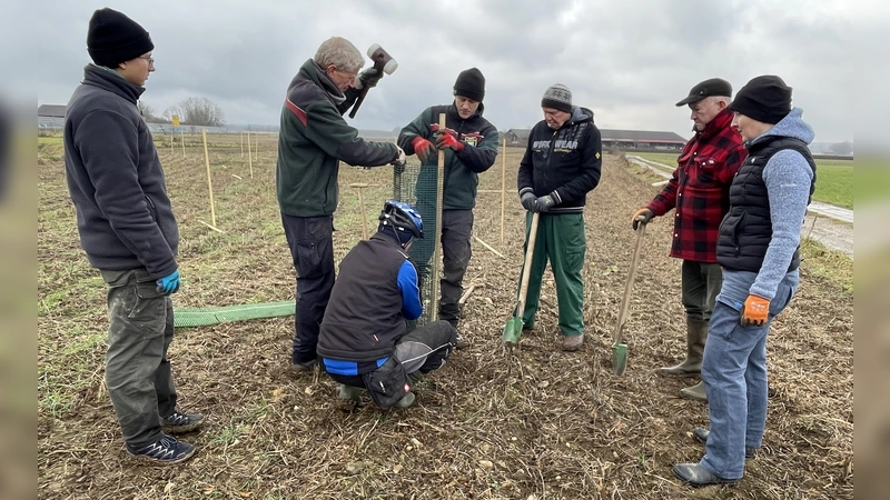 Gemeinsam mit den Mitarbeitern der Bayerischen Forstverwaltung pflanzen Mitglieder von Bund Naturschutz und dem Obst- und Gartenbauverein die Elsbeeren. (Foto: pst)