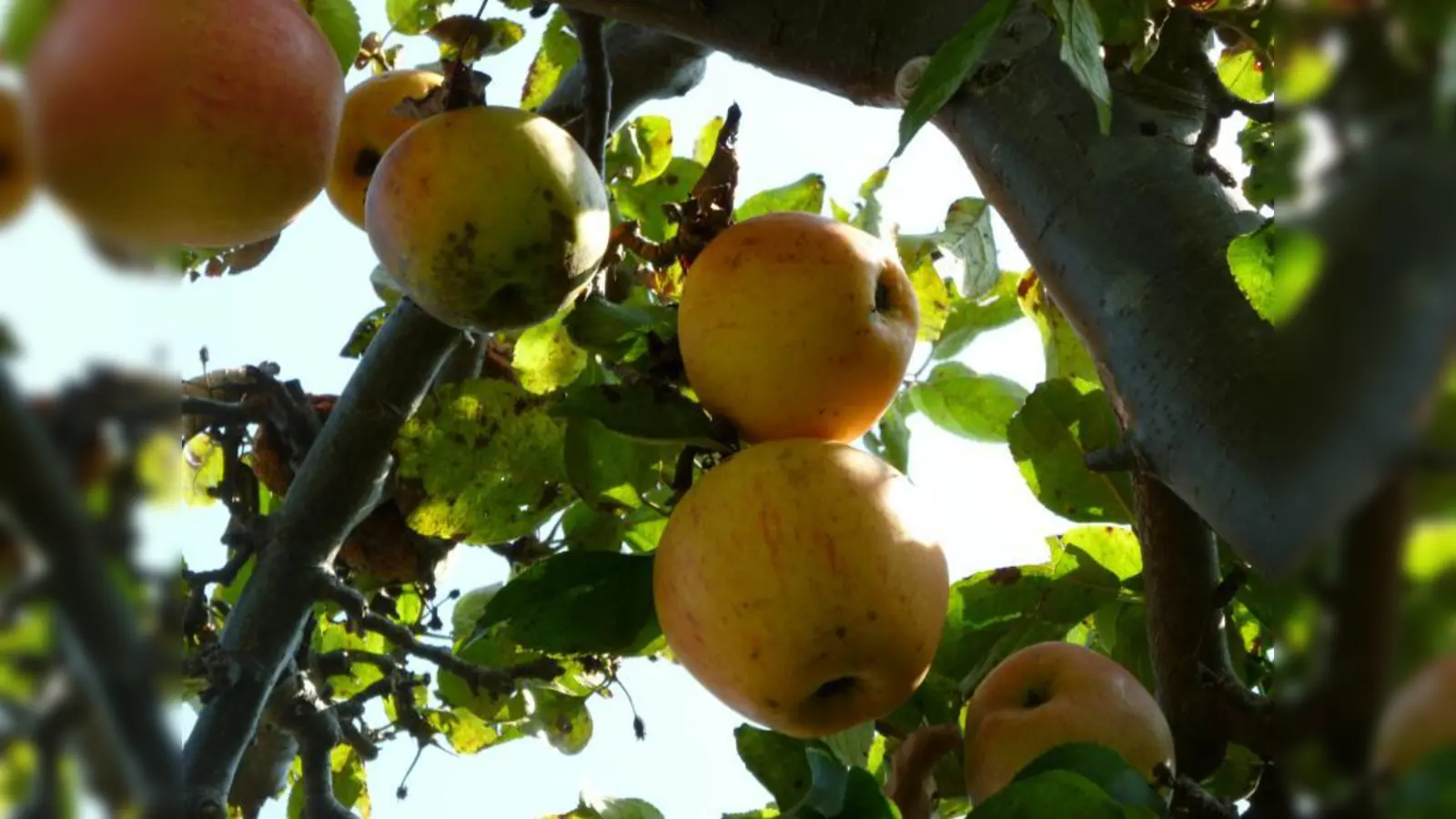 Beim Apfelbaum von Marianne Kufer sind sich die Kleingärtler noch nicht sicher, welcher Sorte er angehört. Möglicherweise ist es eine „Goldparmäne”, die seit dem Jahr 1510 existiert. Damit wäre diese Sorte eine der ältesten, die es in der Kleingartenanlage zu finden gibt. (Foto: BK)