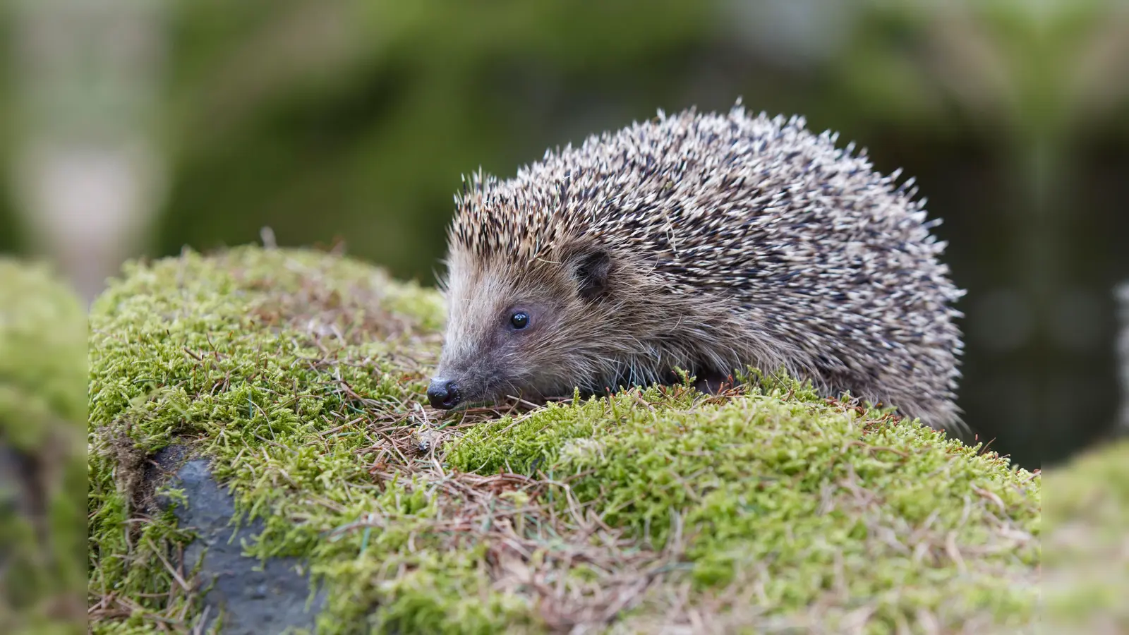 Ein Igel ist im Garten unterwegs. (Foto: Marcus Bosch/ LBV)