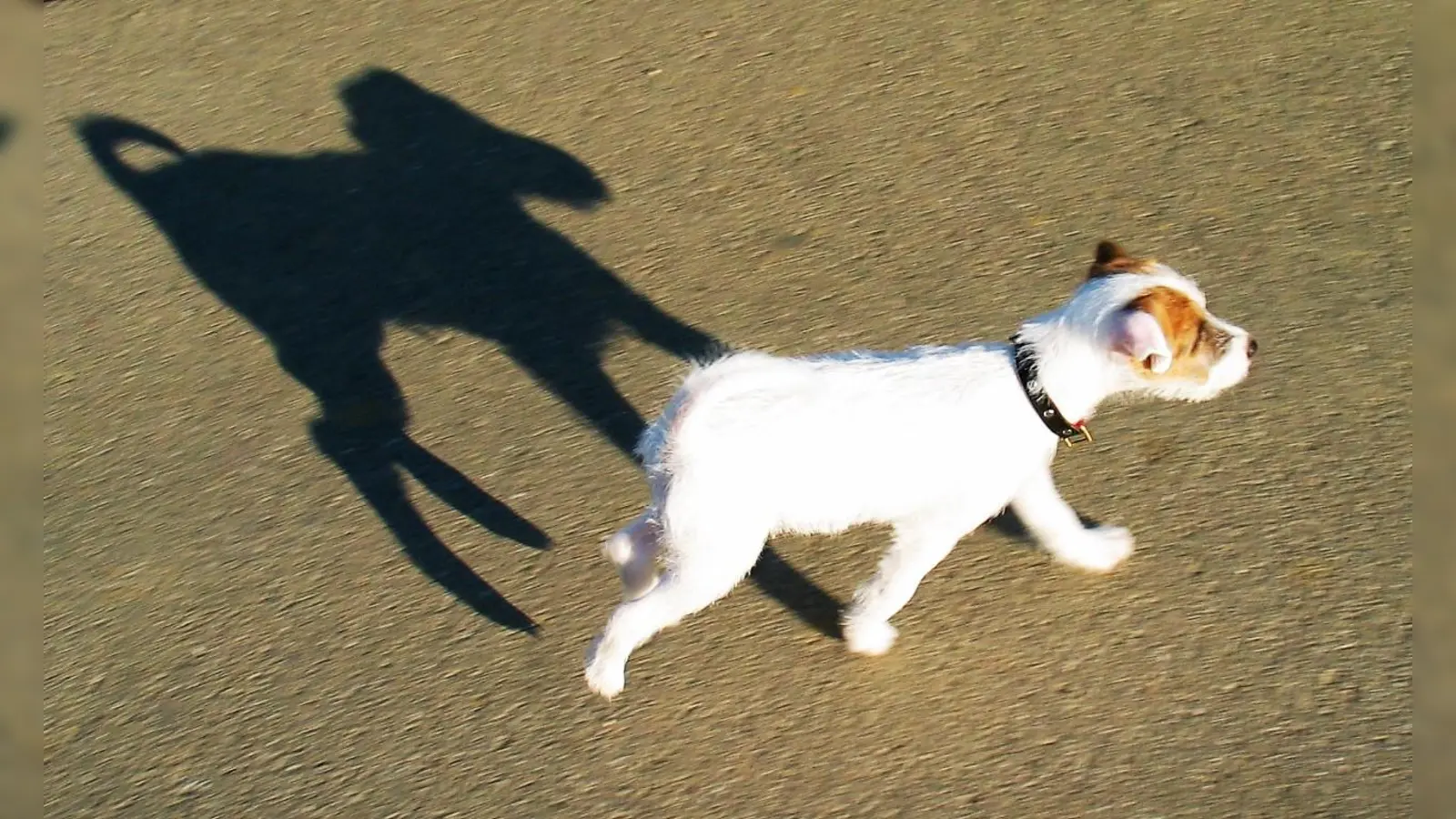 Hunde bitte an die Leine nehmen! Auch wenn sie harmlos sind, die Vögel wissen das nicht und verlassen ihre Nester – oft für immer. (Foto: chk)