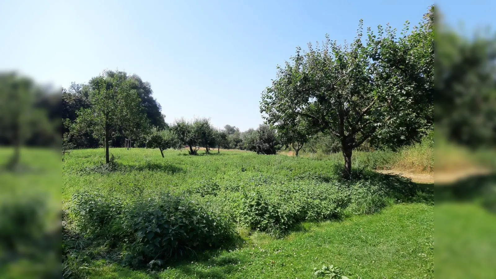 Blick auf die aktuelle Streuobstwiese, die ab nächstem Jahr zur artenreichen Blühwiese wird. (Foto: Gemeinde Gauting)