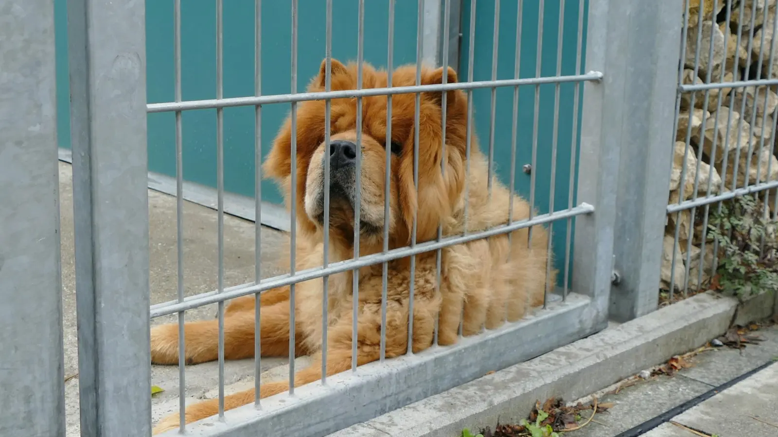 Prekäre Lage: Im Münchner Tierheim werden inzwischen Wartelisten für Abgabetiere geführt. (Foto: Tierschutzverein München)