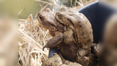 Da die Krötenwanderung begonnen hat, werden Autofahrer wieder um Vorsicht gebeten. (Foto: Tierschutzverein München e.V.)