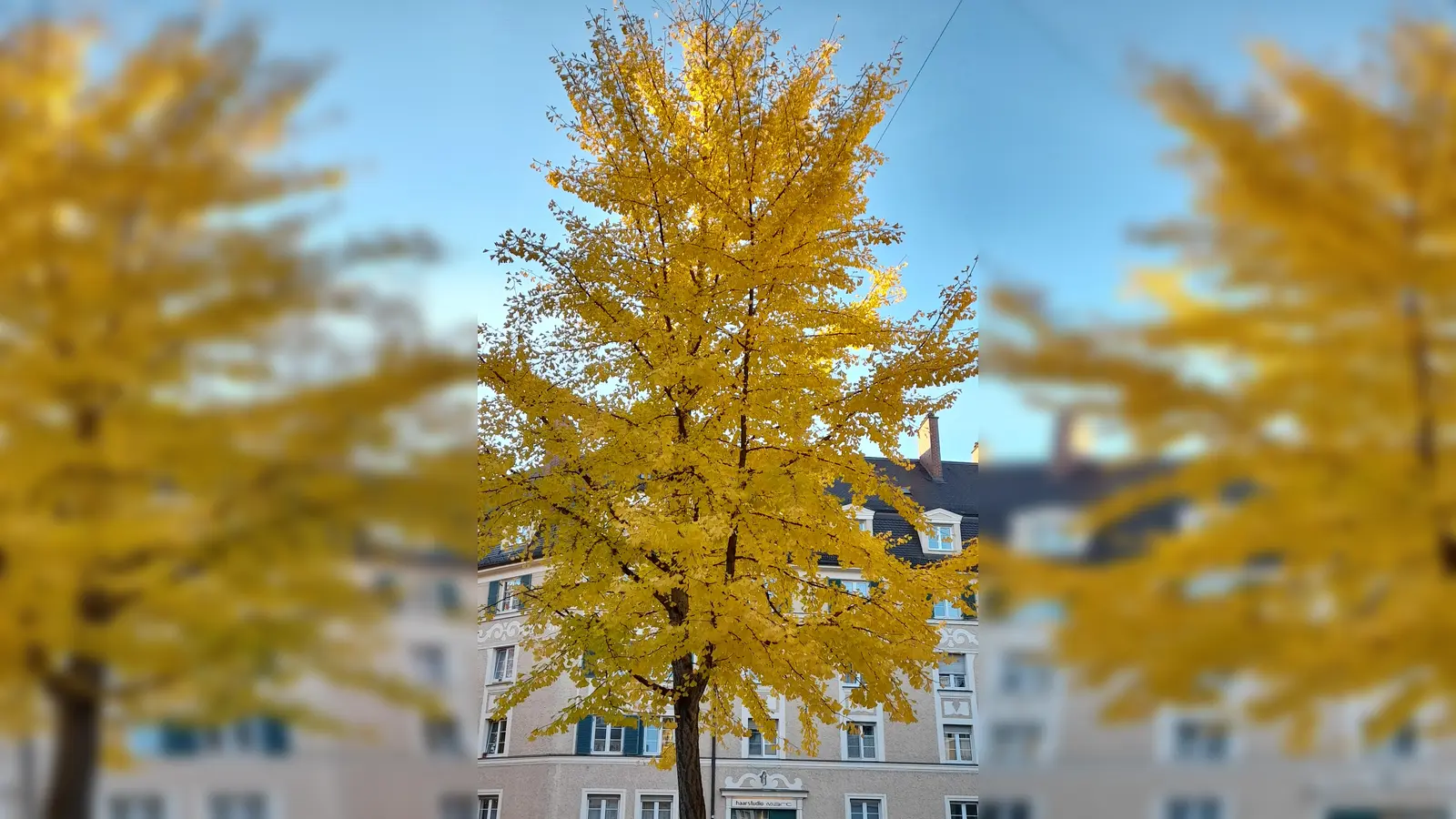 Mehr Bäume fürs Viertel, dafür hatte sich die Grünen-Fraktion im Bezirksausschuss Laim stark gemacht. (Foto: Beatrix Köber)