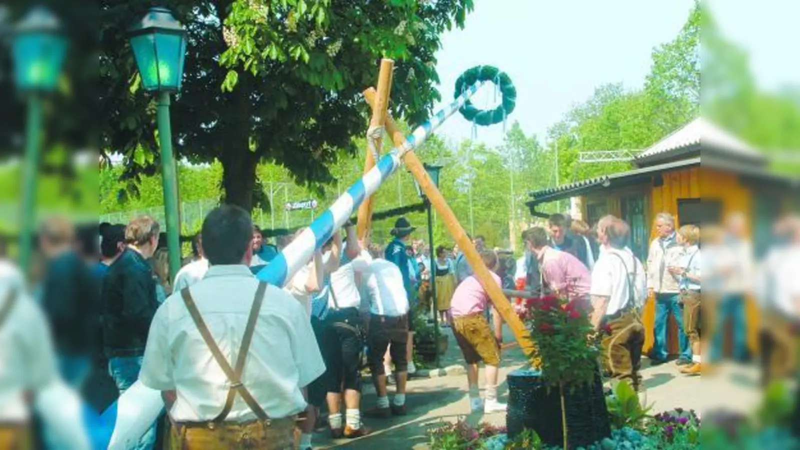 Zentimeter für Zentimeter wurde der Maibaum der FT Gern in die Höhe gehievt. (Foto: bb)