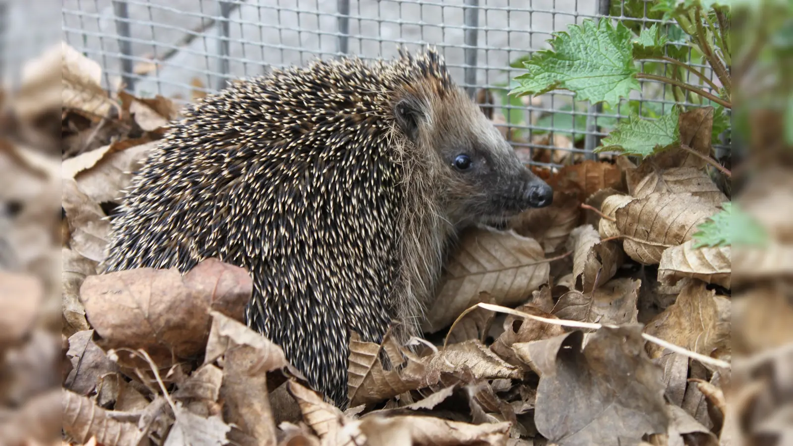 Begegnet man einem Igel bei Tag, sollte zunächst beobachtet werden, wie er sich verhält.  (Foto: Tierschutzverein München)