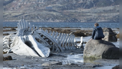 Leviathan, das mythische Seeungeheuer, schwimmt seit Urzeiten durch die kollektive Phantasie.  (Foto: Andrej Zvjagincev)