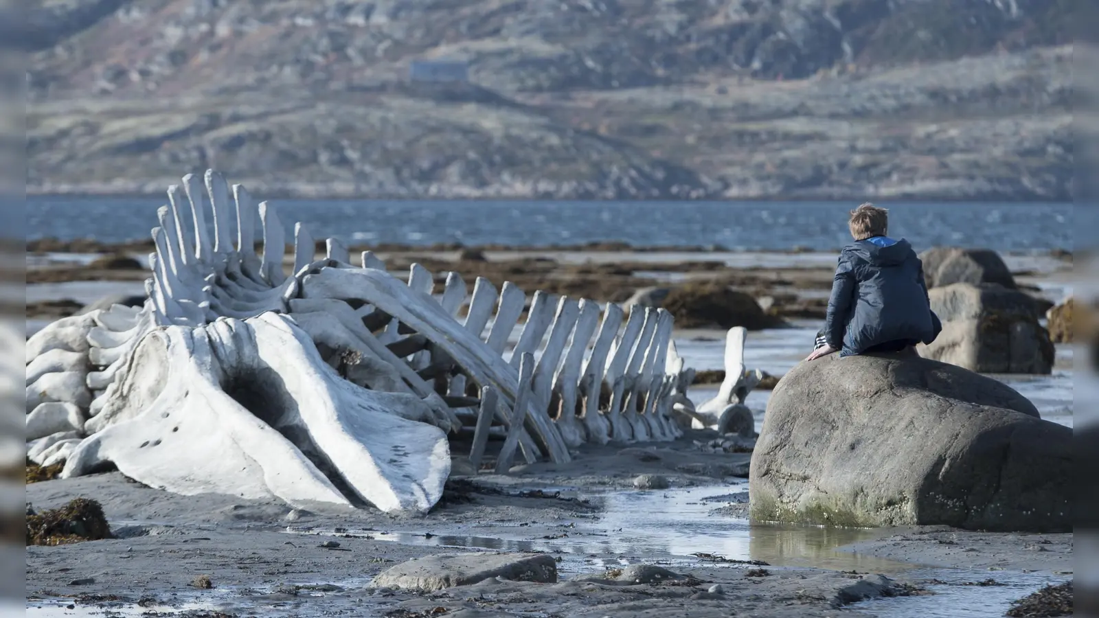 Leviathan, das mythische Seeungeheuer, schwimmt seit Urzeiten durch die kollektive Phantasie.  (Foto: Andrej Zvjagincev)