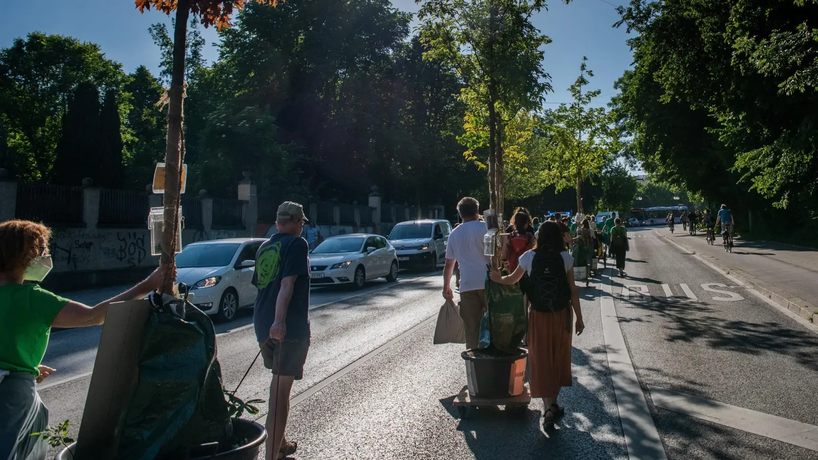 Die Wanderbaumallee, initiiert von Green City, zog kürzlich vom Arnulfpark in die Schwanthalerstraße, wo die Bäume einige Wochen bleiben.  (Foto: Thomas Vonier/ Green City e.V.)