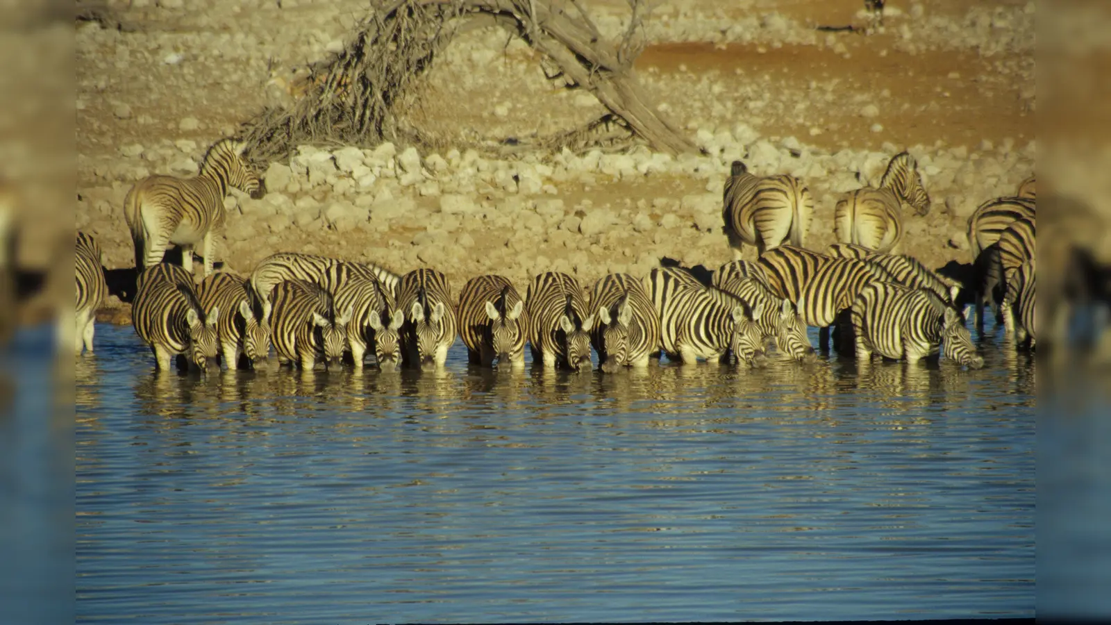 Am Wasserloch tummeln sich imposante Zebraherden. (Foto: H.P. Sachsenmaier)