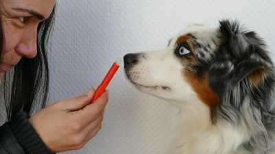 Am besten und ungefährlichsten entfernt man Zecken mit einer speziellen Zeckenzange. (Foto: Tierschutzverein München e.V.)