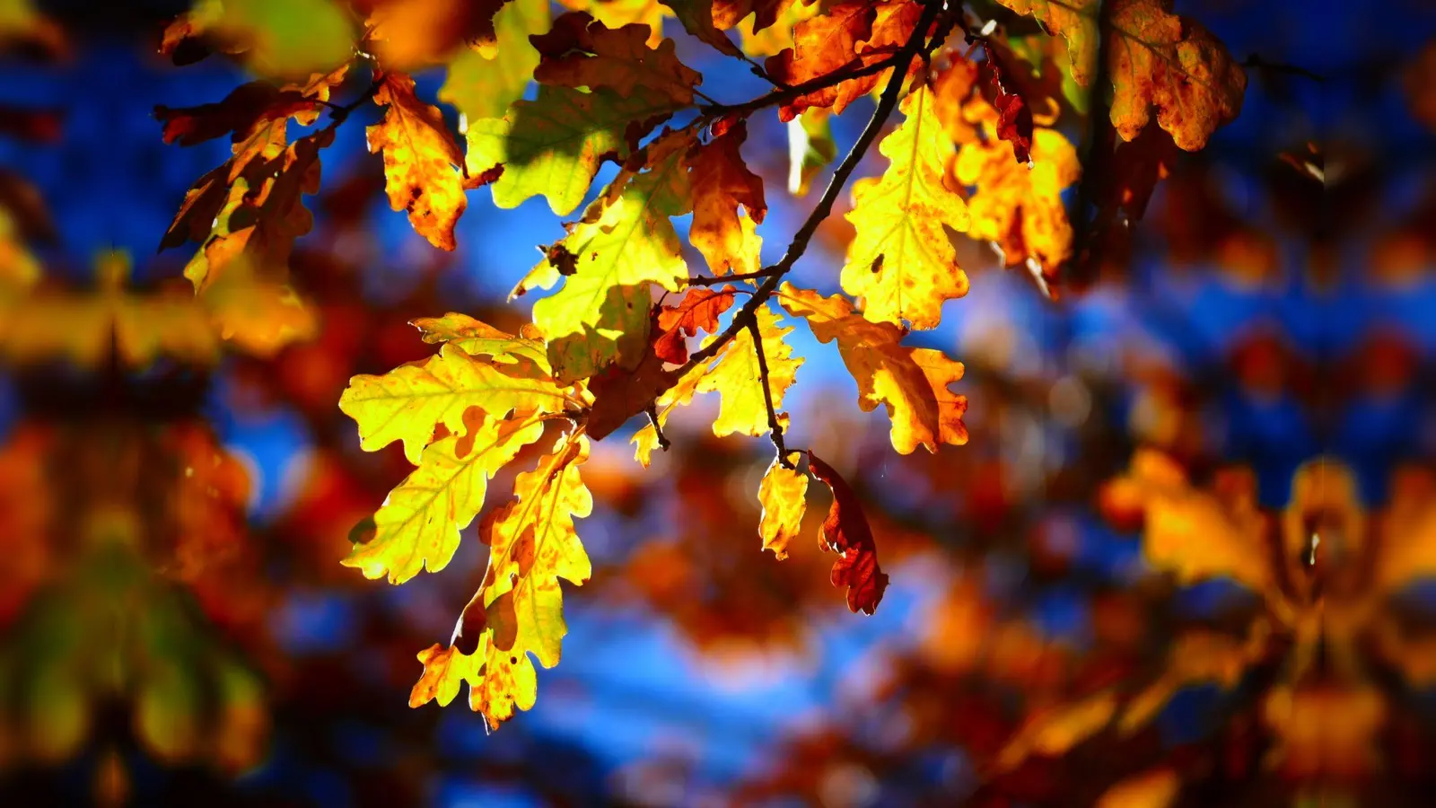 Das Licht bringt das Herbstlaub zum Leuchten. (Foto: Clemens Schlegel)