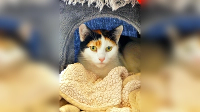 Kurzhaar Katze Emily. (Foto: Tierheim Riem)