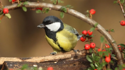 „Stunde der Wintervögel”: Die Kohlmeise belegte den 1. Platz im Landkreis Starnberg. (Foto: Dieter Hopf/LBV)