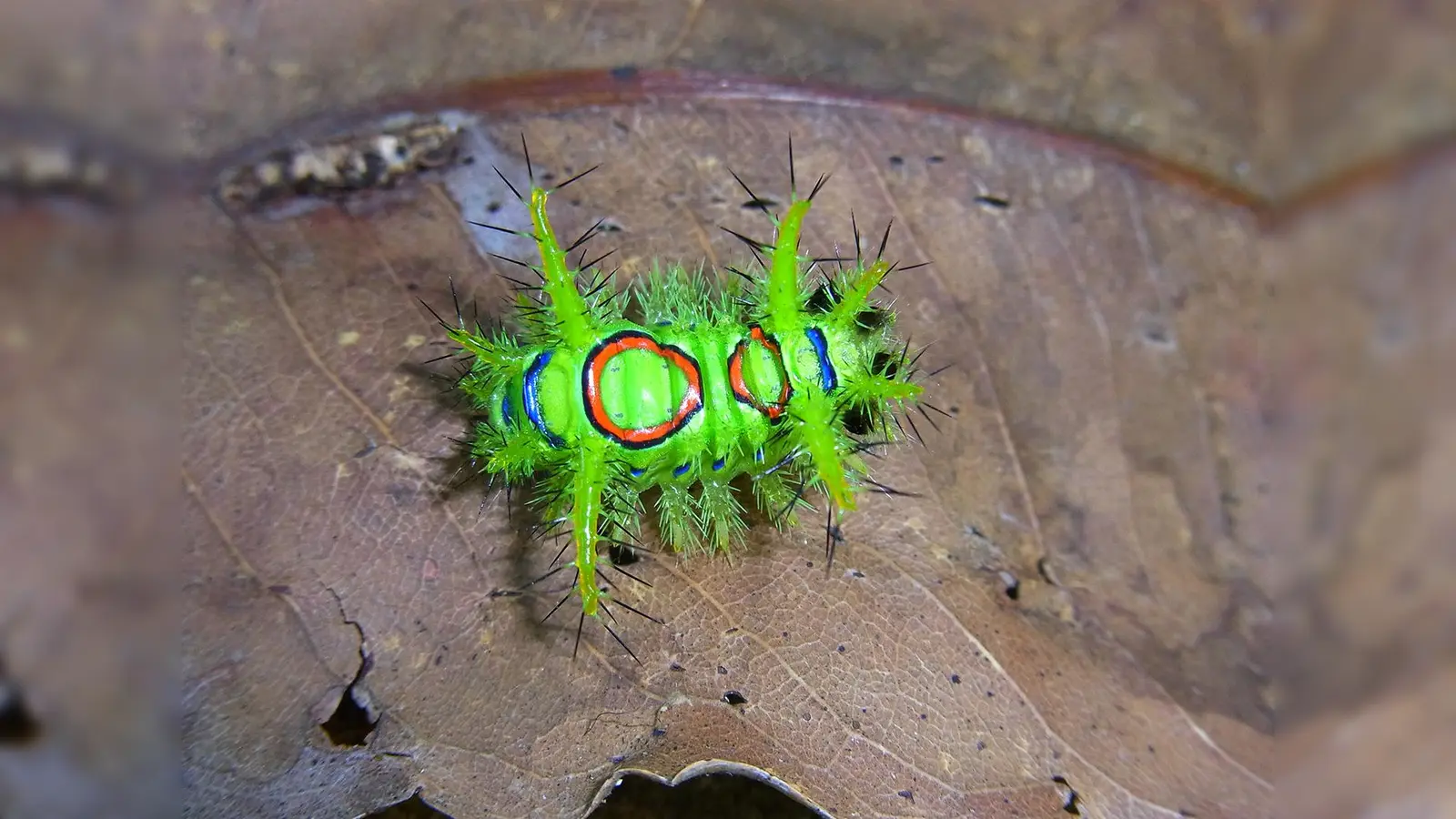 Im Mittelpunkt der Forschung: die Asselspinnerraupe, westliches Amazonien, Peru. (Foto: J. Diller, SNSB- ZSM)