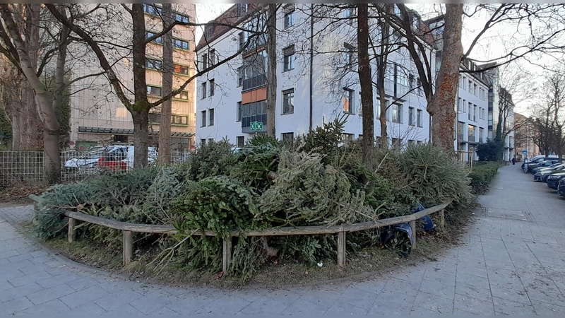 Obwohl an der Trappentreu- / Westendstraße keine offizielle Sammelstelle für Christbäume eingerichtet ist, legen Anwohner seit Jahren hier ihre ausgedienten Tannen ab. (Foto: Beatrix Köber)