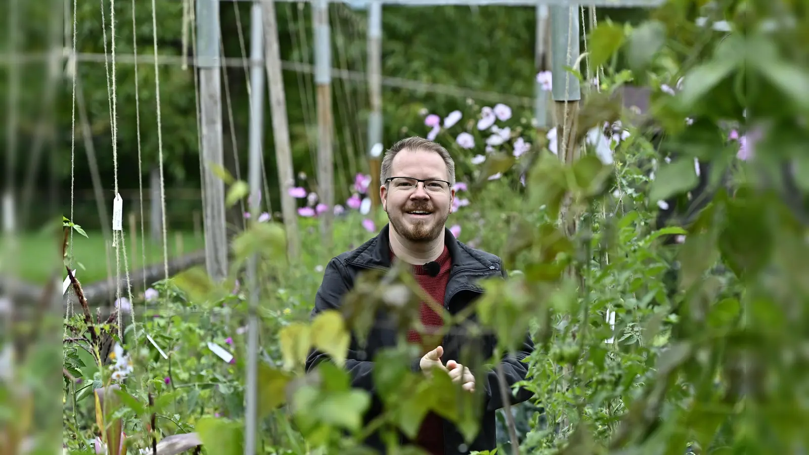 Thorsten Thron pflegt eine Sammlung außergewöhnlicher und seltener Tomatensorten (Foto: Marc Kleine.Kleffmann)