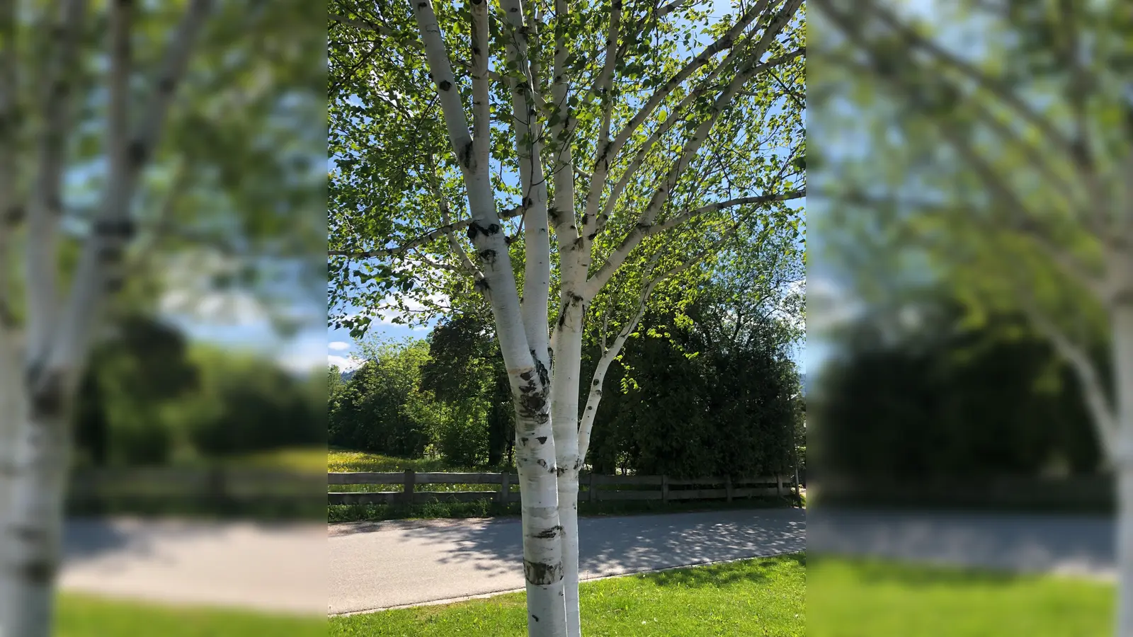 Auch Birkenholz ist für Parkettböden aufgrund seiner interessanten Maserung sehr beliebt. (Foto: hw)