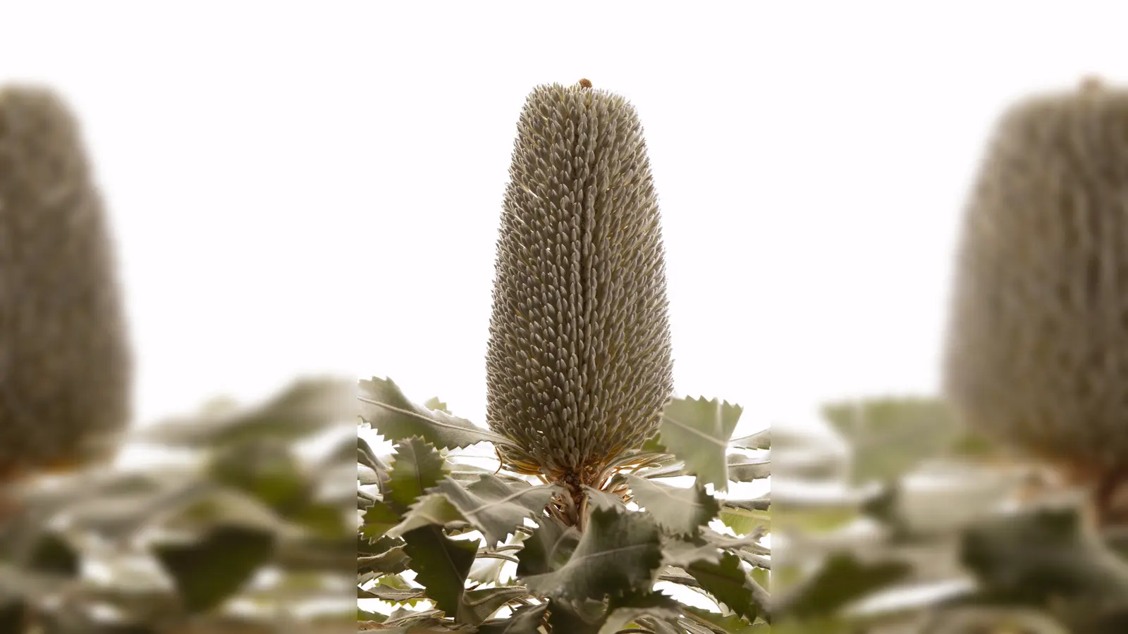 Die Heimat der meisten Arten der Gattung Banksia ist Australien. Dort treten immer wieder Buschfeuer auf, an die sich diese Pflanzen angepasst haben. (Foto: Franz Höck, Botanischer Garten München-Nymphenburg, Bildarchiv)